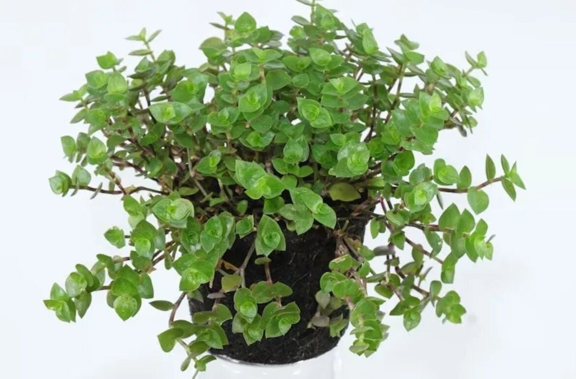 Callisia repens İTHAL BUKET ÖN SİPARİŞ
