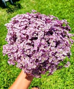 Callisia repens pink panther İTHAL BUKET ÖN SİPARİŞ