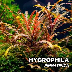 Hygrophila pinnatifida İTHAL BUKET ÖN SİPARİŞ