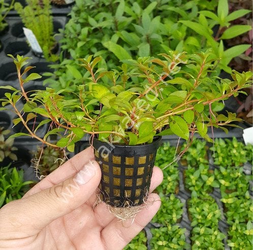 Ludwigia palustris red İTHAL BUKET