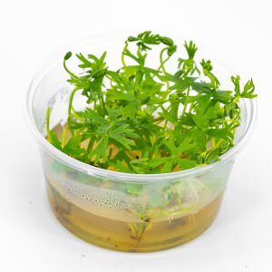 Ranunculus inundatus IN VITRO CUP