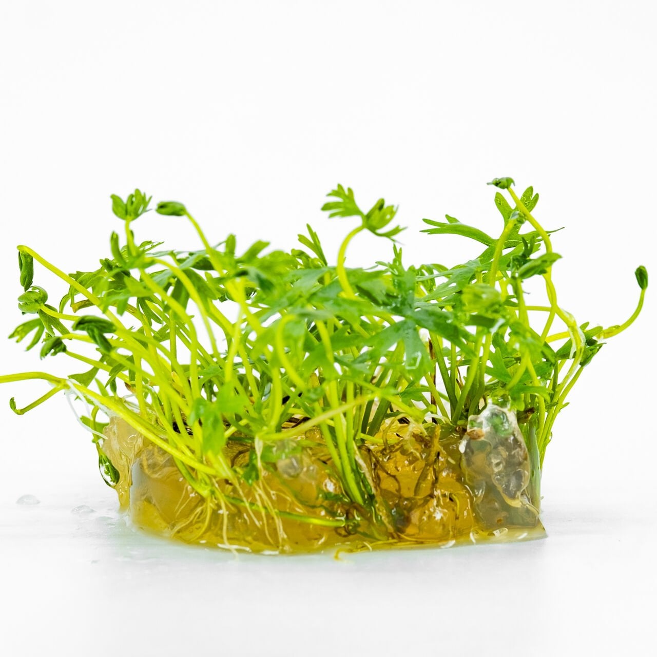 Ranunculus inundatus IN VITRO CUP