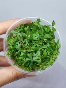Ranunculus inundatus IN VITRO CUP