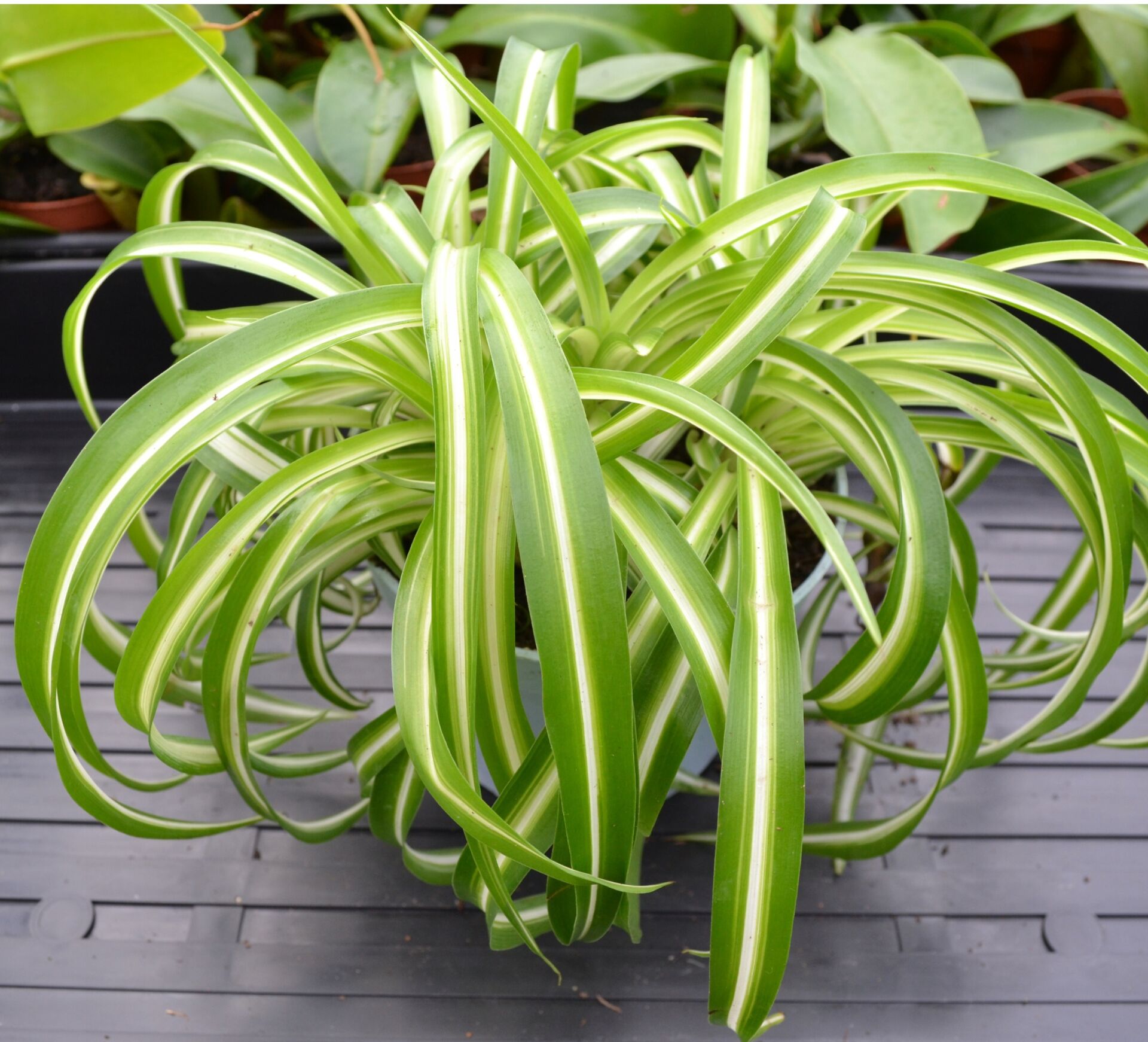 Chlorophytum comosum bonnie İTHAL BUKET ÖN SİPARİŞ