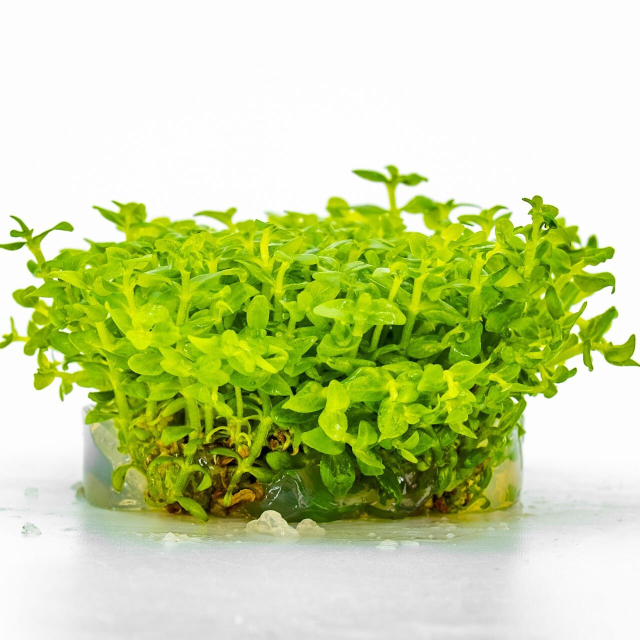 Bacopa salzmannii araguaia IN VITRO CUP