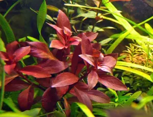 Ludwigia peruensis SAKSI