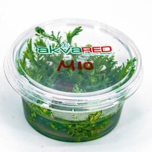 Mayaca fluviatilis IN VITRO CUP