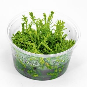 Mayaca fluviatilis IN VITRO CUP