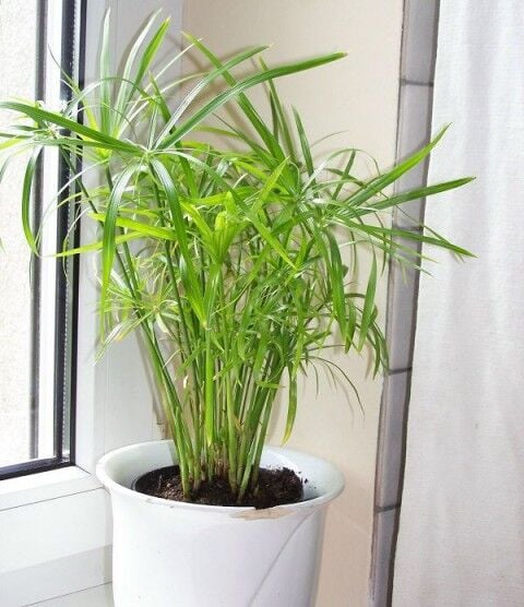 Cyperus alternifolius nana İTHAL BUKET ÖN SİPARİŞ