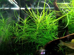 Pogostemon octopus IN VITRO CUP