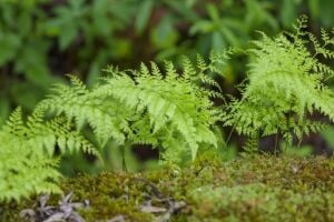 Davallia bullata İTHAL BUKET ÖN SİPARİŞ