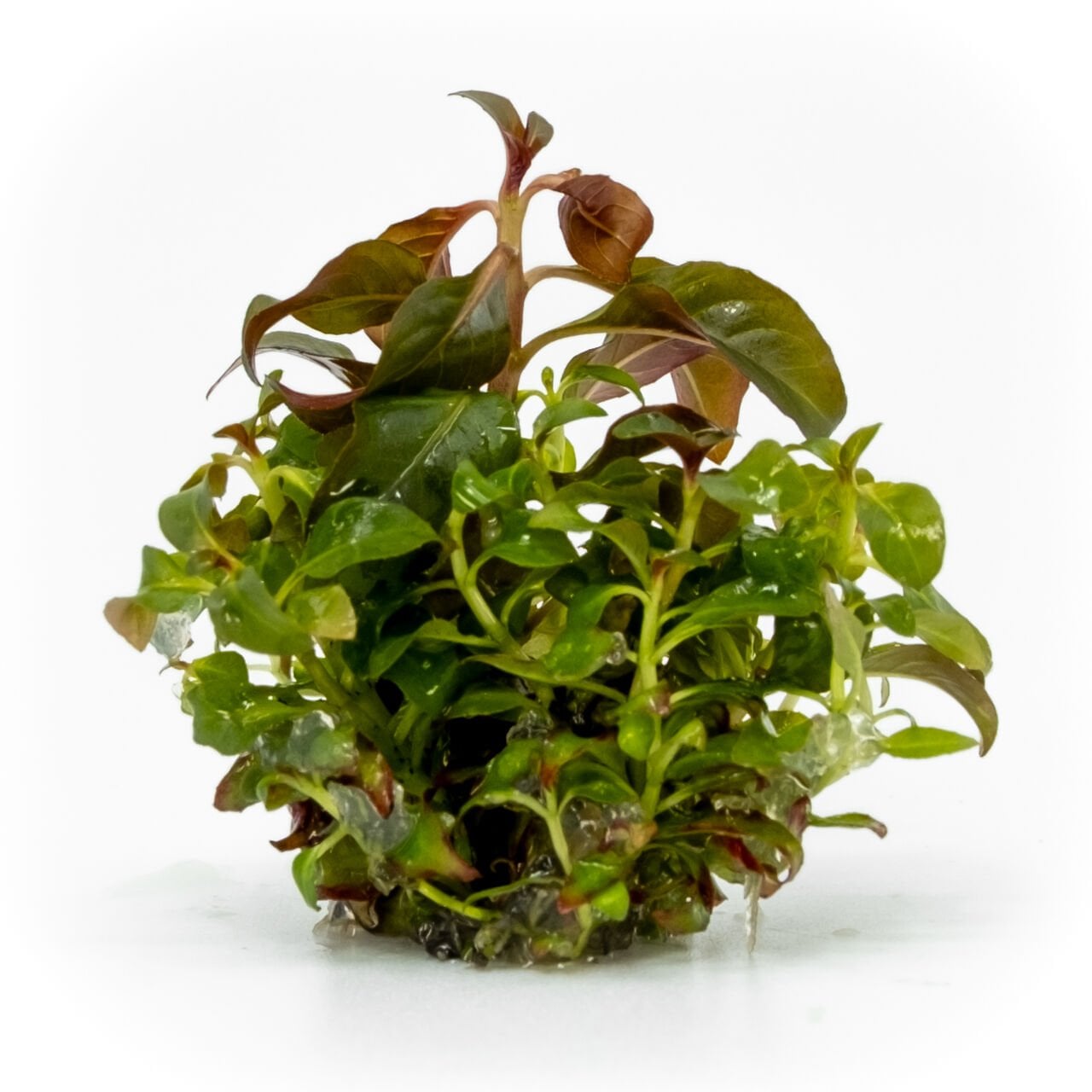 Ludwigia peruensis EXVITRO