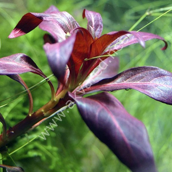 Ludwigia peruensis EXVITRO