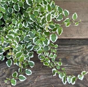 Ficus repens variegata İTHAL BUKET