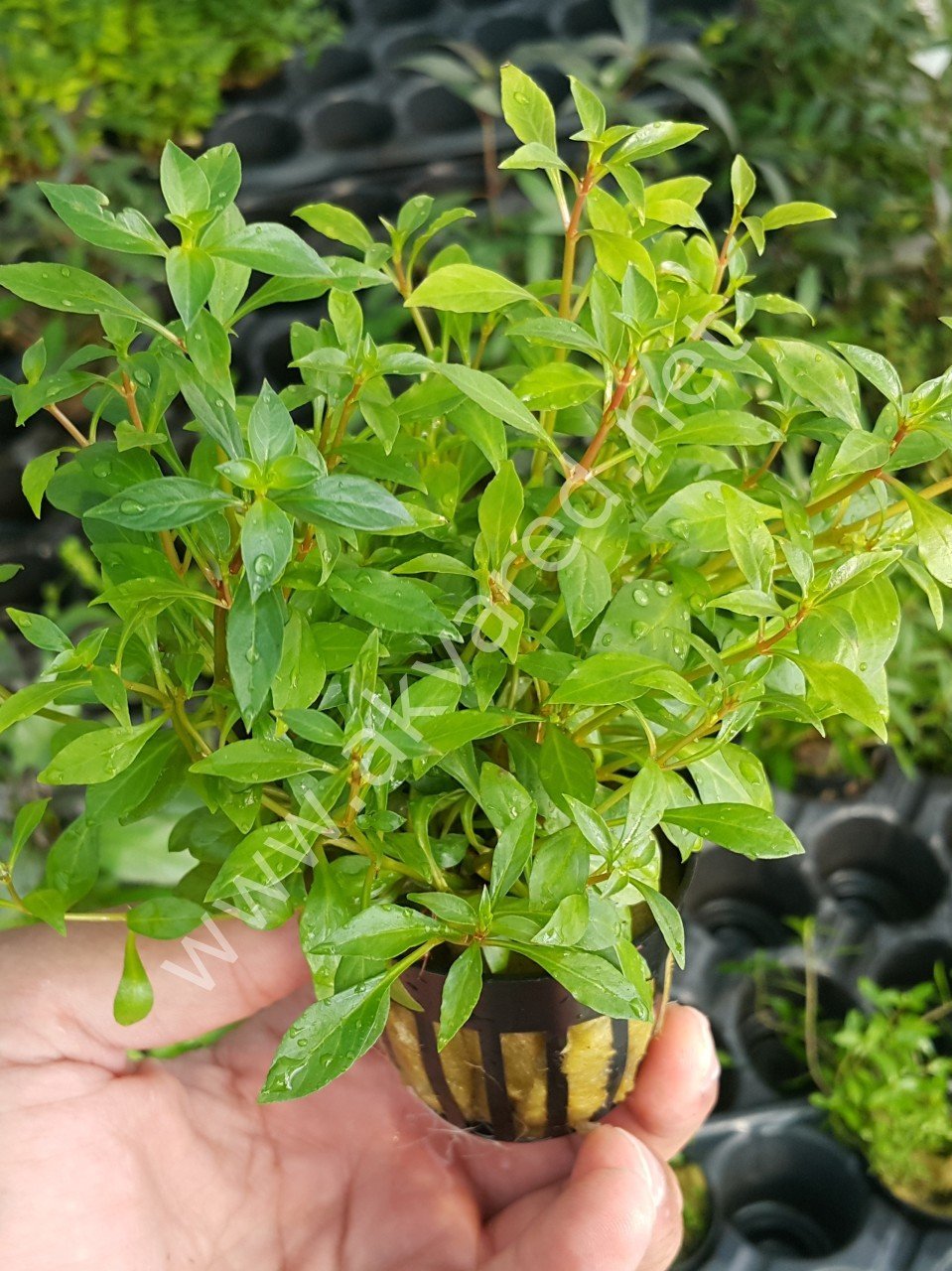 Ludwigia repens (Gül) SAKSI