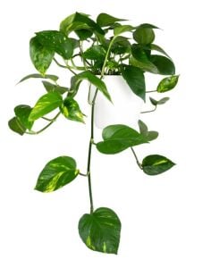 Epipremnum aureum İTHAL BUKET ÖN SİPARİŞ