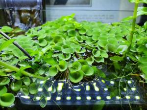 Salvinia minima ADET