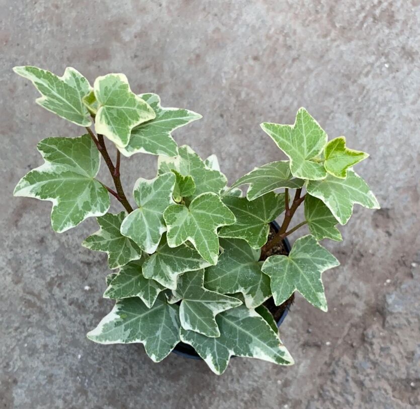 Hedera helix variegata İTHAL BUKET ÖN SİPARİŞ