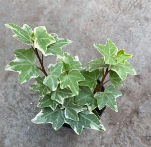 Hedera helix variegata İTHAL BUKET ÖN SİPARİŞ
