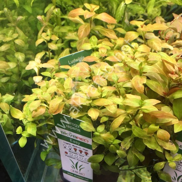 Ludwigia repens (Gül) İTHAL BUKET