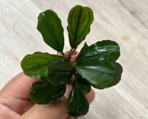 Bucephalandra brownie helena 2013 PORSİYON 10x10 cm ÖN SİPARİŞ