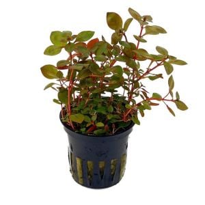 Ludwigia rubin / super red SAKSI