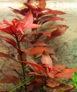 Ludwigia rubin / super red SAKSI