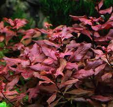 Ludwigia rubin / super red SAKSI