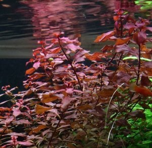 Ludwigia rubin / super red SAKSI