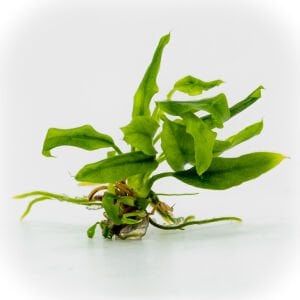 Anubias minima compact EXVITRO