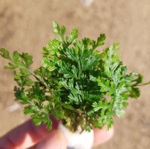 Bolbitis difformis İTHAL BUKET