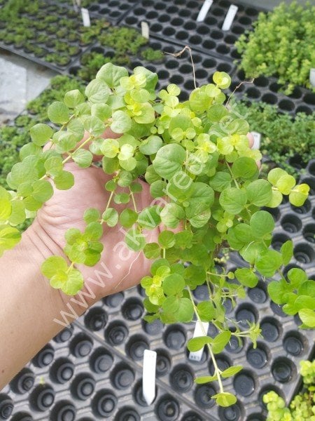 Lysimachia nummularia aurea SAKSI
