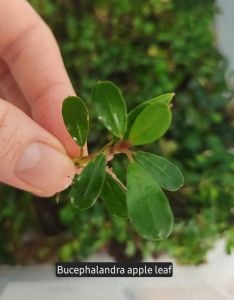 Bucephalandra apple leaf ADET