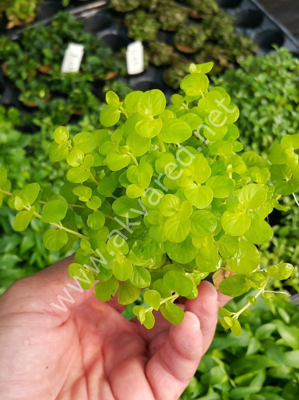 Lysimachia nummularia \'aurea İTHAL BUKET