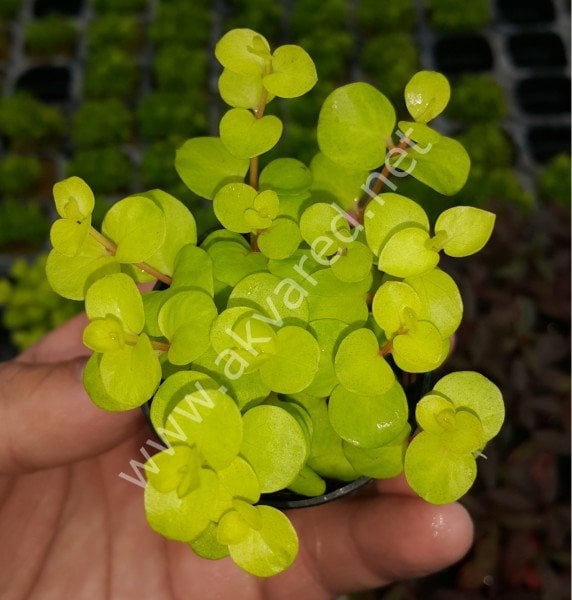 Lysimachia nummularia \'aurea İTHAL BUKET