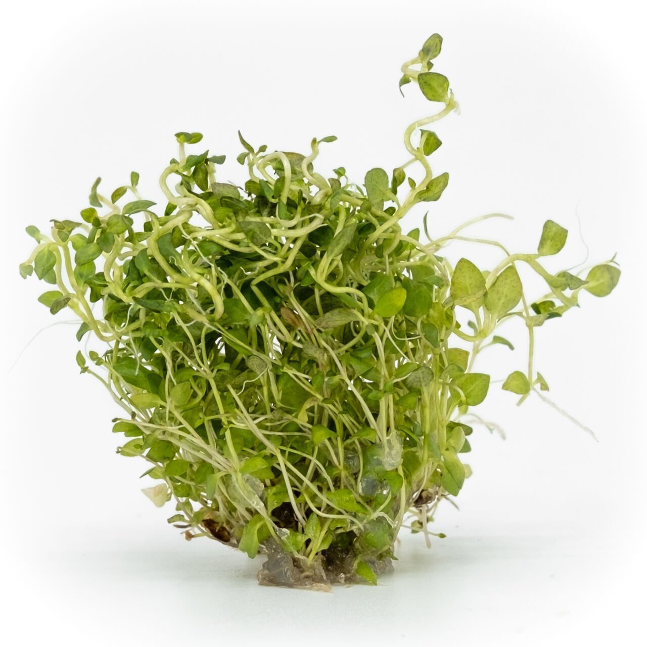 Lysimachia nummularia aurea EXVITRO