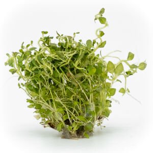 Lysimachia nummularia aurea EXVITRO