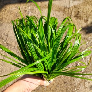 Cyperus helferi ADET