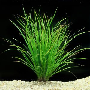 Cyperus helferi ADET
