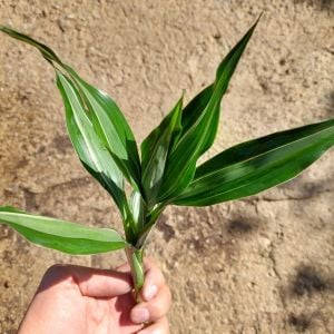 Dracaena deremensis striped ADET