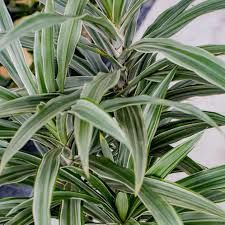 Dracaena deremensis striped ADET