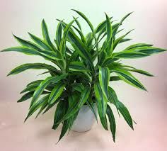Dracaena deremensis striped ADET