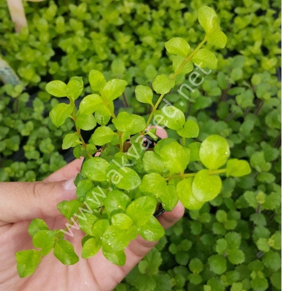 Lysimachia nummularia green İTHAL BUKET