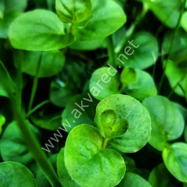 Lysimachia nummularia green ADET