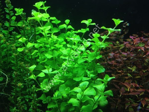 Lysimachia nummularia green ADET