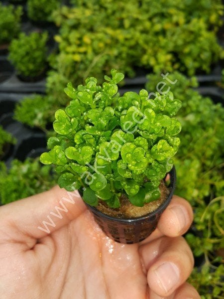 Lysimachia nummularia green ADET