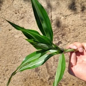 Dracaena variegatus ADET