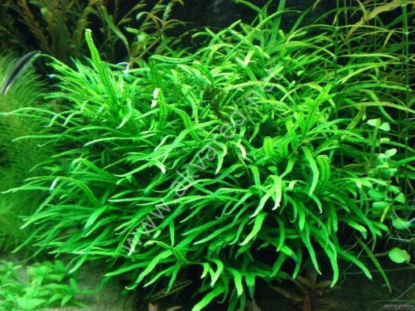 Microsorum pteropus philippine (Philippine Fern) İTHAL BUKET