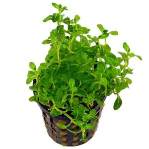 Cuphea anagalloidea SAKSI