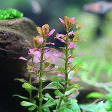 Cuphea anagalloidea SAKSI